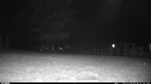 SAVED! Success again by Charlottetown trail cam operating couple Michelle and Trevor Dyke. Fox Tippy, Oct 22/25@ 825pm. Our volunteers do have full time jobs as well as family commitments. The many trips to place food and monitor after work that was done here is inspirational. This couple are driven by doing the right thing with their passion spearheading this fox save and many others in the past and future yet to come. So well done! Gratefully, Meg wildlife field biologist FAPEI | Fox Aid PEI