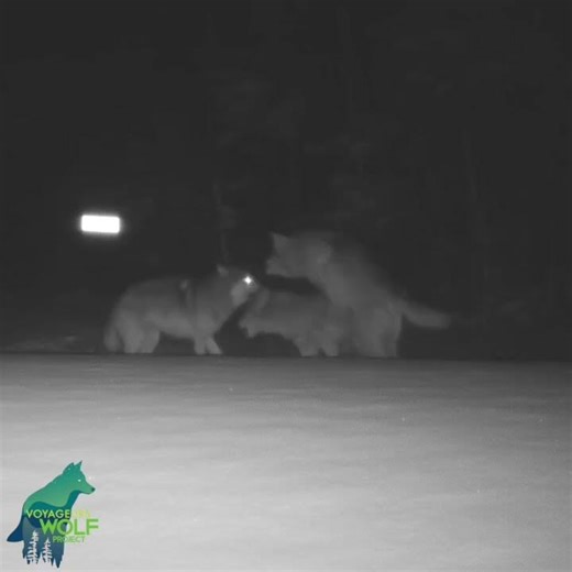 Fascinating footage of the social behavior of wild wolves