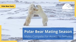 18K views · 397 reactions | Polar bears have a polygynous mating...