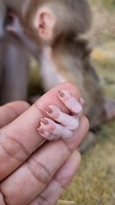 So pretty finger baby Lucan | Life Of Monkeys