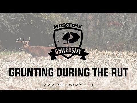 Grunting During The Rut | Whitetail Calls
