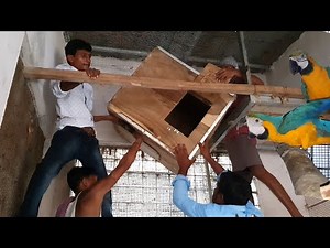 Macaws Breeding Box Nest Box Cages Setup / Big Parrots Breeding Setup Guide & Tips.