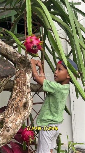 Beautiful Blooming Dragon Cactus
