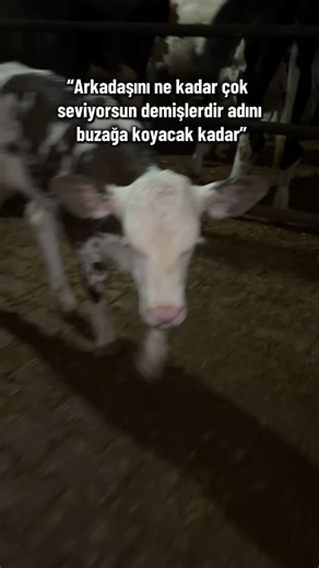 mööterapisi on Instagram: "Sevgiyi böyle gösteriyoruz✨ #arkadaş #sevgi̇ #çiftlik #keşfet #keşfetteyiz"