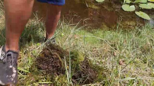 Aquarium fish saved from an abandoned pond