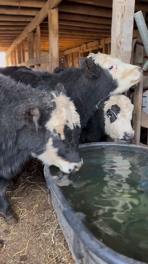 9.5K views · 815 reactions | Thirsty #cattle #calves #farmlife #farm #cows #kentucky #cow #bull #watertrough #thirsty #calf | Kentucky Farm Life | Facebook