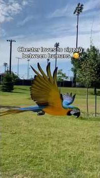 Chester loves to zigzag between humans😄#talkingparrot #parrot #flyingparrot #fun #happypet #petbird