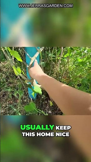How to Prune and Train Grape Vines for Maximum Growth
