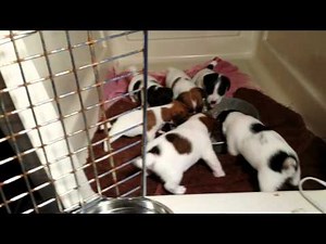 Jack Russell Terrier, Puppies, For, Sale, In, Dallas, Texas, TX, Houston, Corpus Christi, Arlington
