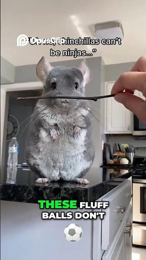 Chinchilla 🐭 The Fluffiest, Bounciest, and Most Social Creatures You’ll Ever Meet