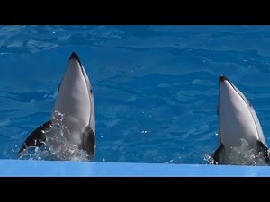 イルカパフォーマンスショーダイジェスト 【名古屋港水族館】Dolphin Port of Nagoya Public Aquarium