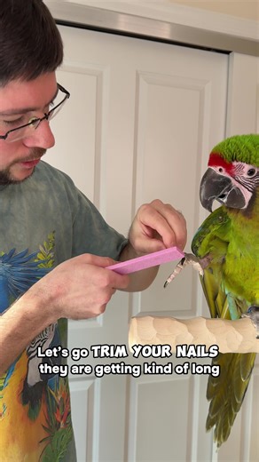 Cucumber the Great Green Macaw likes having his nails trimmed! That’s because Michael trained him with the Parrot Wizard Nail Trimmer Stone using positive reinforcement. This parrot walks over and gives his foot voluntarily. Because we made it a fun game instead of an unpleasant grooming experience, this macaw enjoys having his claws groomed. #training #love #parrot #macaw #buffonsmacaw