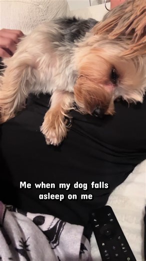 Cute Yorkie Dog Falls Asleep Adorably 🐶💤 #dogtok