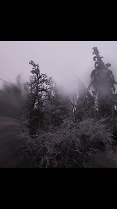 Two years ago last night was a very scary night with all the trees exploding under the weight from the ice during one of the craziest ice storms! #ice #storm #disaster #exploding #trees | Jason Kellogg