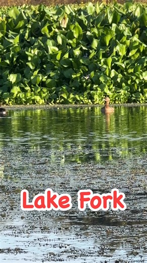 Grebes preening in the backwaters,grebes are the smallest of the diving ducks and is protected not often you see this many together #ducks #waterfowl #lancevick #lakefork | Lance Vick Outdoors
