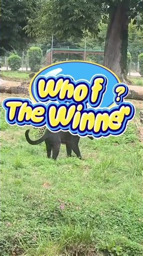 Leopard Versus Black Panther