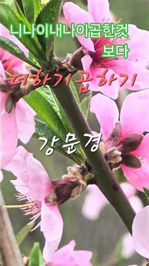 💕강문경♡더하기곱하기🎶💕더많이사랑한다말은못해도~~~💐가수님.영월을기약🌸울집복숭아꽃🙏2026년 4월 17일