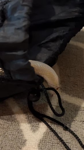 Meet my new snake, Braum 🐍❤️ A 10 year old corn snake who’s starting a new chapter with me. His old family is traveling a lot this year, so he needed a calm and steady home a nd I’m so happy to give him one. Here’s to slow days, warm hides, and being spoiled for the rest of his golden years ✨ #fyp #reptiles #snake #cornsnake #leagueoflegends | Amik