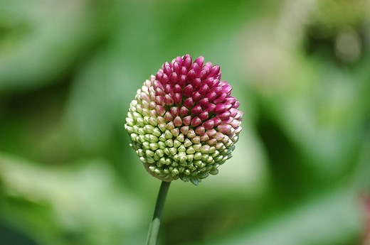 Flor de ajo » Huerto en casa