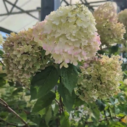 Hydrangea Tree Little Lime