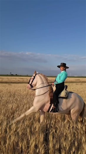 Golden Andalusian stallion