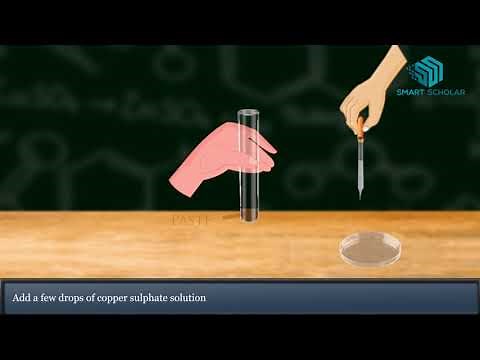 Test food for Starch Protein Fat & Sugar- Science Animation