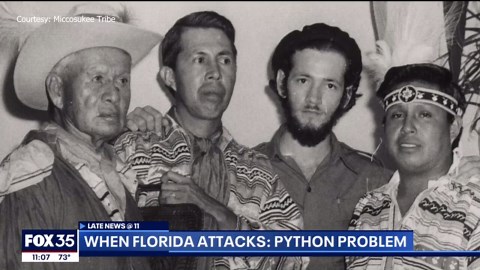 Invasive pythons moving closer to Central Florida after wreaking havoc on South Florida ecosystem