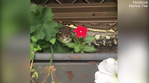 Woman not fazed by massive python hiding in her flower box