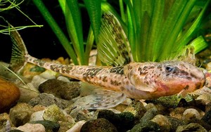 Hexenwelse im Aquarium halten - Aquarium-Fische-Pflanzen.de