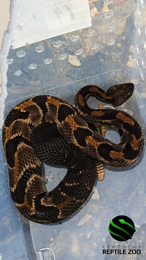 17K views · 145 reactions | Meet one of Kentucky's native venomous snakes, the Timber Rattlesnake! 李#kyreptilezoo #reptiles #venomous #rrg #venomoussnake #snake | Kentucky Reptile Zoo | Facebook