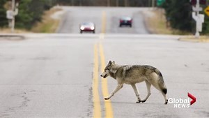 Wolf euthanized after stealing food from cooler at Banff campground | Globalnews.ca