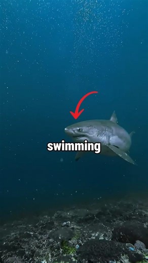 What happens if Shark stop swimming?