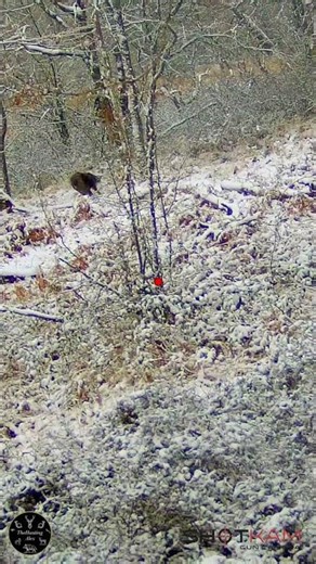 PERFECT SHOT ON WILD BOAR IN THE SNOW | SHOTKAM 4K