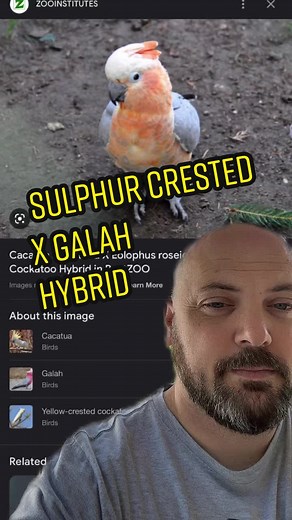 Galah and Sulfur Crested Cockatoo Hybrid | Rare Bird Crossbreeding