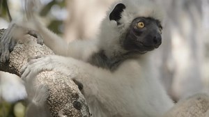 6.4K reactions · 242 shares | 퐌퐚퐝퐚퐠퐚퐬퐜퐚퐫'퐬 퐑퐚퐫퐞 퐚퐧퐝 퐖퐢퐥퐝 퐢퐧...