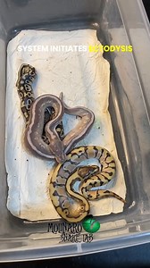Ecdysis = the entire biological process of shedding the outer skin #reels #eggs #animals #snake #reptiles | The Molinaro Snake Lab