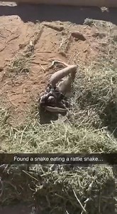 20K views · 108 reactions | Animal Planet TV on Reels | Facebook