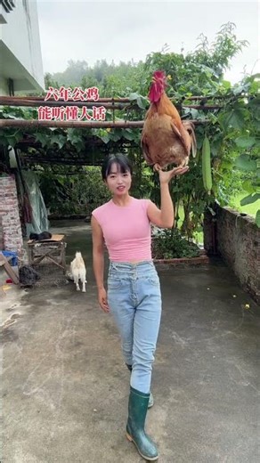 It’s amazing that this rooster can understand human speech after six years.