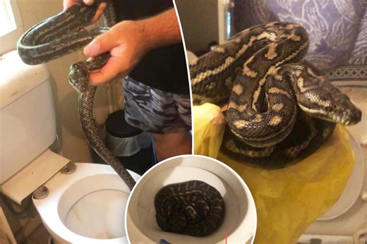 Pythons invaded shocked man’s toilet twice in one week: ‘Not the snake you want to crawl all over you’