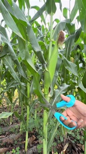 Pruning Lower Corn Leaves – Good or Bad? 🤔🌽 #Shorts#gardeningtips#farming#farmingtech#satisfying#yt