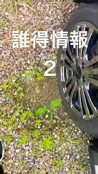 【裏庭と駐車場】除草剤を撒いて１週間後の全貌🌱 #裏庭 #駐車場 #除草後