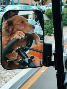 82K views · 8K reactions | Eyes on the road, paws up on the wheel  | Stick Figure | Facebook