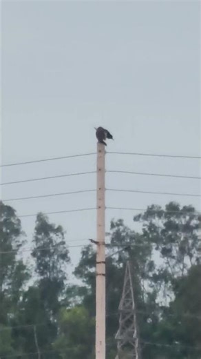 eagle resting on pool #bird #birdshorts #birdlover #eagle #animal #animallover #animalshorts