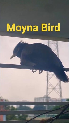 Amazing Talking Moyna Bird | Hill Myna