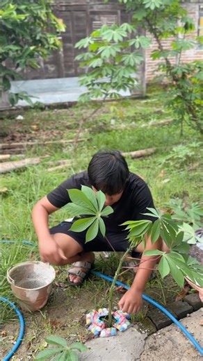 Menanam Pohon Mercon Bola Asap Warna Warni #mercon #ramadhan #pohon #ajaib #ngabuburit #puasa