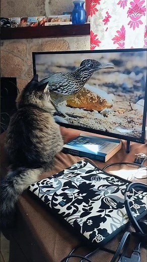 Cómo entretener a tu gato! #gatos #catlovers #cat #cute #kitten #birds