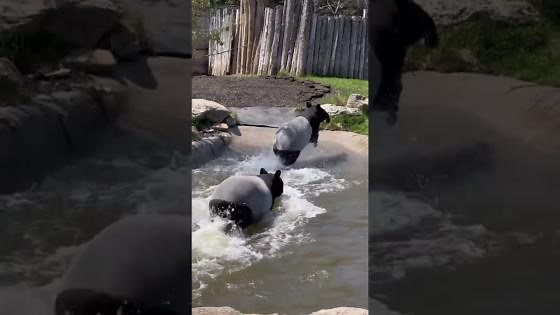 Tapirs playing together and having fun