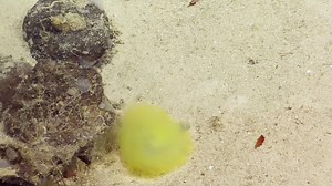8K views · 379 reactions | There's more to this yellow blob than meets the eye. A neon yellow crown of tentacles is often the only visible part of a terebellid polychaete worm--until it wriggles away. Landing gracefully, it buries itself in the sediment, fluttering a fringe of tentacles to gather bits of decaying detritus from the seafloor. | Nautilus Live | Facebook