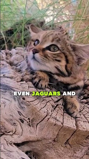The Deadliest Cat on Earth Isn’t What You Think