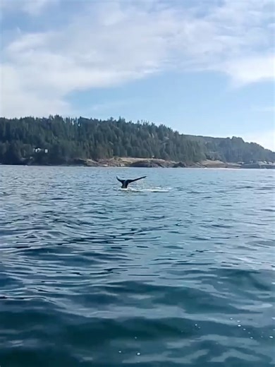 🐋 All tails for lucky whale watching guests yesterday. September is THE month to get out on the ocean. Averaging 7-9 whale sightings per trip. The weather is perfect. What are you waiting for? Book Now! 👉🏼 OregonWhales.com @StevenCraigJensen | Discovering Depoe Bay Oregon